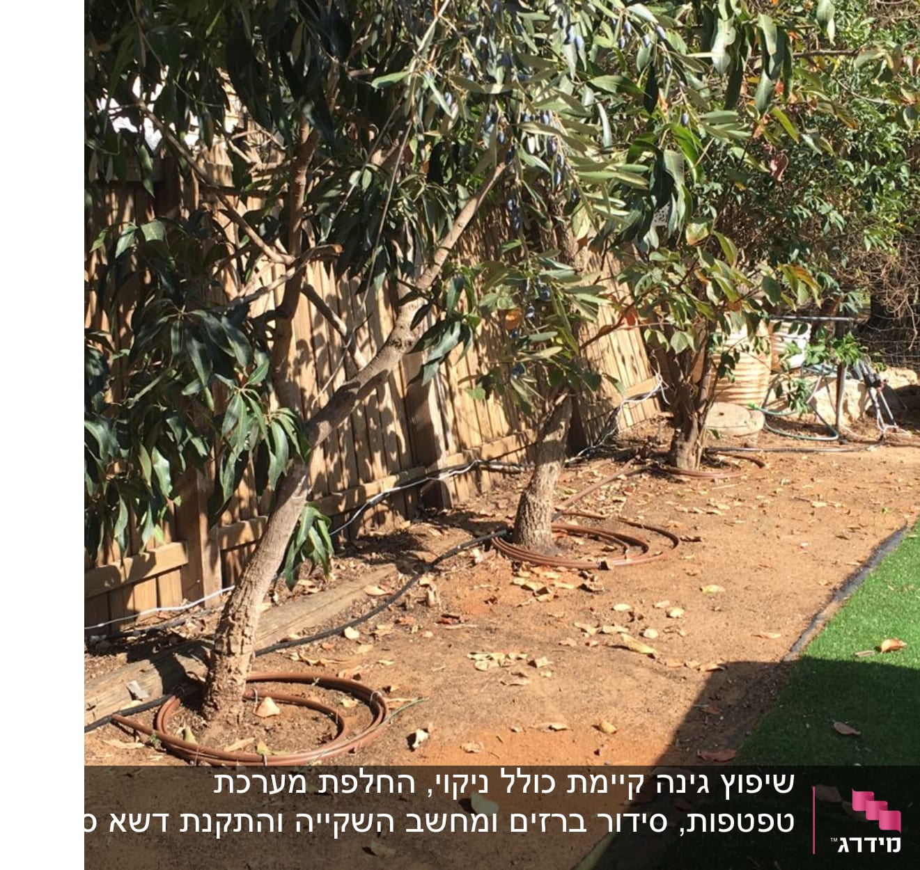 עצים עם מערכת השקיה וטפטפות בגינה